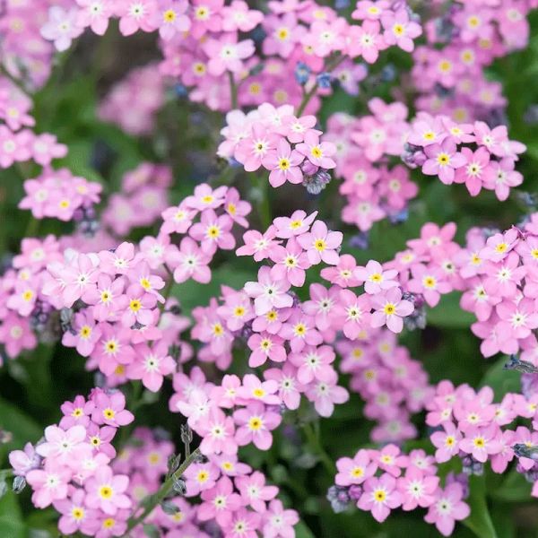 Насіння незабудки Сільва рожева (Росільва) /50 насінин/ *Benary*