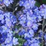 Незабудка Сильва синяя (Блюсильва) /50 семян/ *Benary*