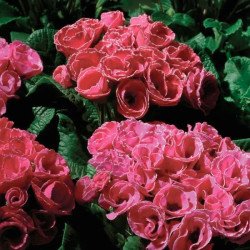 Примула Примлет F1 розовая с ободком (rose edge) /10 семян/ *Pan American*