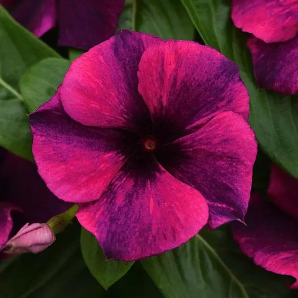 Насіння катарантуса Татту блек черрі (black cherry) /20 насінин/ *Pan American*