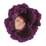 Глоксиния Аванти F1 синяя (blue) /20 семян/ *Sakata*