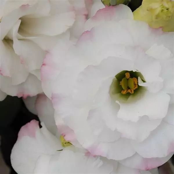 Семена эустомы ABC F1 роуз рим (rose rim) /50 семян/ *Pan American*