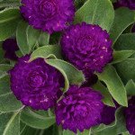 Гомфрена Гном пурпурова (purple) /20 насінин/ *Sakata*