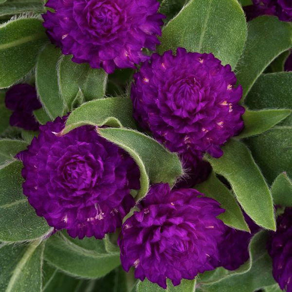 Семена гомфрены Гном пурпурная (purple) /20 семян/ *Sakata*