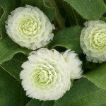 Гомфрена Гном белая (white) /20 семян/ *Sakata*