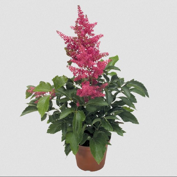 Насіння астільби Астарі рожева (rose) /5 насінин/ *Benary*