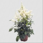 Астільба Астарі біла (white) /5 насінин/ *Benary*