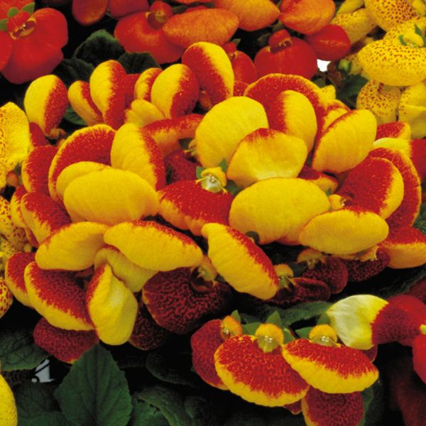 Насіння кальцеолярії Данті F1 червоно-жовта (red & yellow) /10 насінин/ *Sakata*