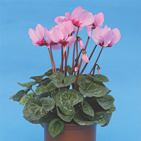 Насіння цикламена Рожевий з вічком /10 насінин/ *Cerny*