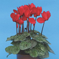 Цикламен Пурпурний /10 насінин/ *Cerny*