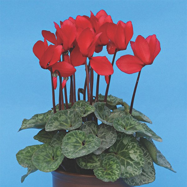 Семена цикламена Пурпурный /10 семян/ *Cerny*