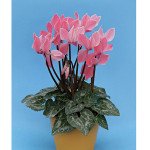 Цикламен Хельга /10 насінин/ *Cerny*