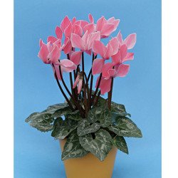 Цикламен Хельга /10 насінин/ *Cerny*