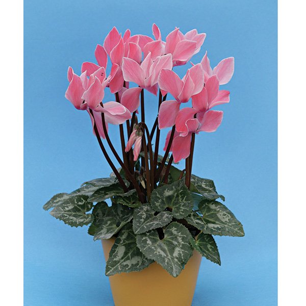 Семена цикламена Хельга /10 семян/ *Cerny*