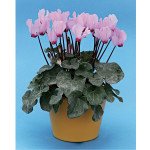 Цикламен Розмарі /10 насінин/ *Cerny*