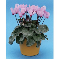 Цикламен Розмарі /10 насінин/ *Cerny*