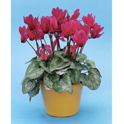 Цикламен Хільда /10 насінин/ *Cerny*