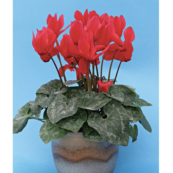 Насіння цикламена Габі /10 насінин/ *Cerny*