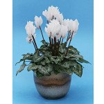 Цикламен Брігітта /10 насінин/ *Cerny*