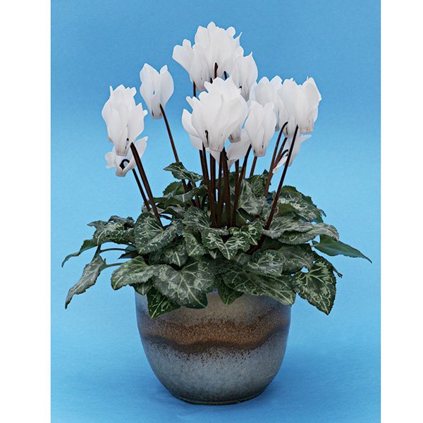 Семена цикламена Бригитта /10 семян/ *Cerny*