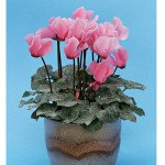 Цикламен Бетті /10 насінин/ *Cerny*