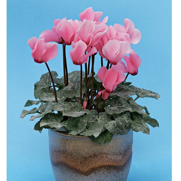 Насіння цикламена Бетті /10 насінин/ *Cerny*