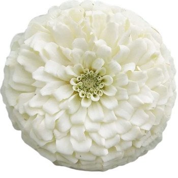 Цинния Гиганты Бенари белая (white) /10 семян/ *Benary*