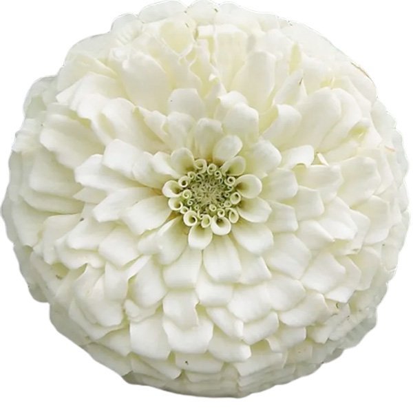 Насіння цинії Гіганти Бенарі біла (white) /10 насінин/ *Benary*