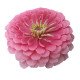 Цинія Гіганти Бенарі яскраво-рожева (bright pink) /10 семян/ *Benary*