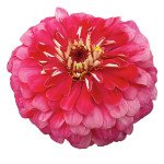 Цинния Гиганты Бенари карминная (carmine) /10 семян/ *Benary*