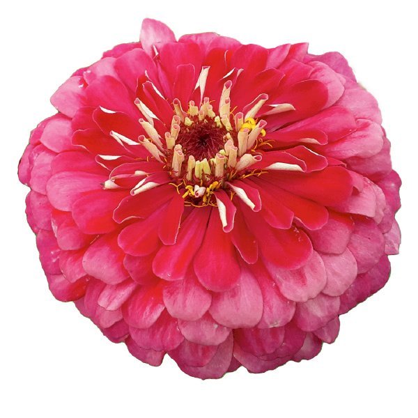 Насіння цинії Гіганти Бенарі кармінна (carmine) /10 насінин/ *Benary*