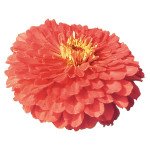 Цинния Гиганты Бенари коралловая (coral) /10 семян/ *Benary*