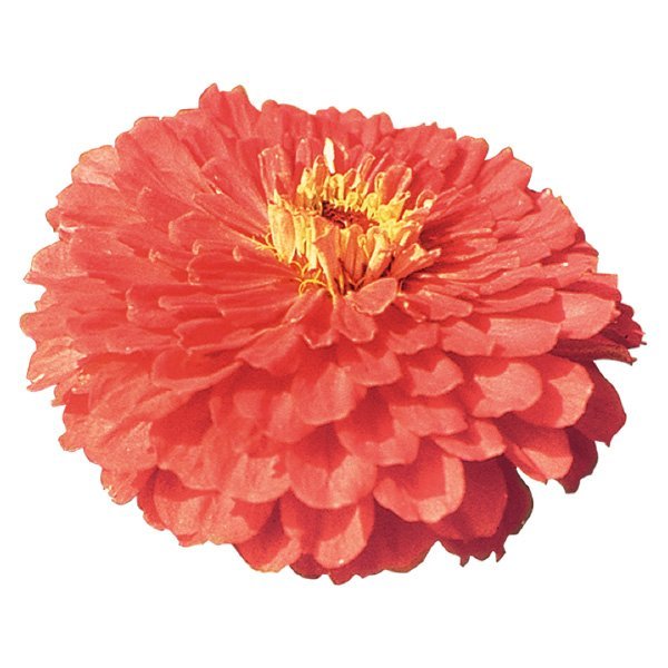 Насіння цинії Гіганти Бенарі коралова (coral) /10 насінин/ *Benary*