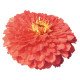 Цинія Гіганти Бенарі коралова (coral) /10 насінин/ *Benary*
