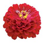 Цинія Гіганти Бенарі темно-червона (deep red) /10 насінин/ *Benary*