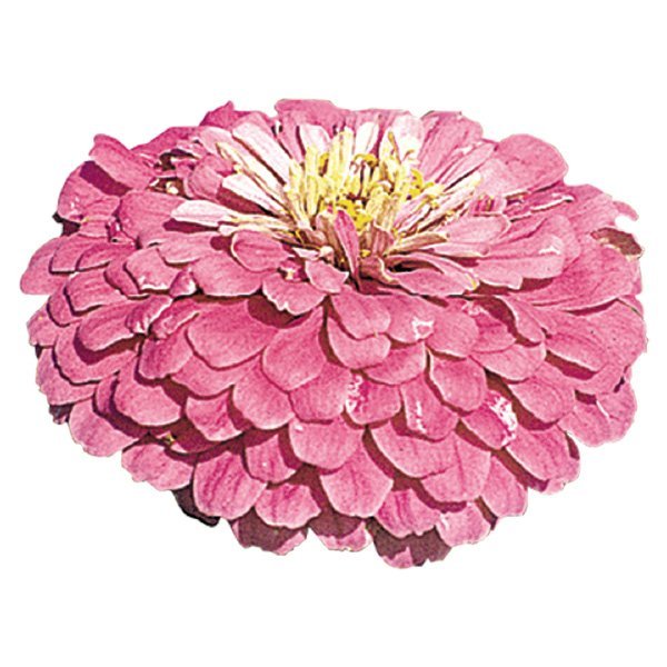 Насіння цинії Гіганти Бенарі лілова (lilac) /10 насінин/ *Benary*