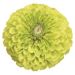 Цинния Гиганты Бенари лайм (lime) /10 семян/ *Benary*