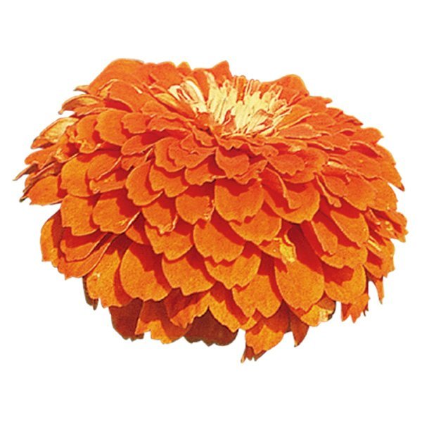 Насіння цинії Гіганти Бенарі помаранчева (orange) /10 насінин/ *Benary*