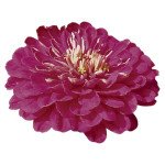 Цинния Гиганты Бенари пурпурная (purple) /10 семян/ *Benary*