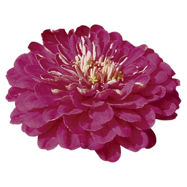 Насіння цинії Гіганти Бенарі пурпурова (purple) /10 насінин/ *Benary*