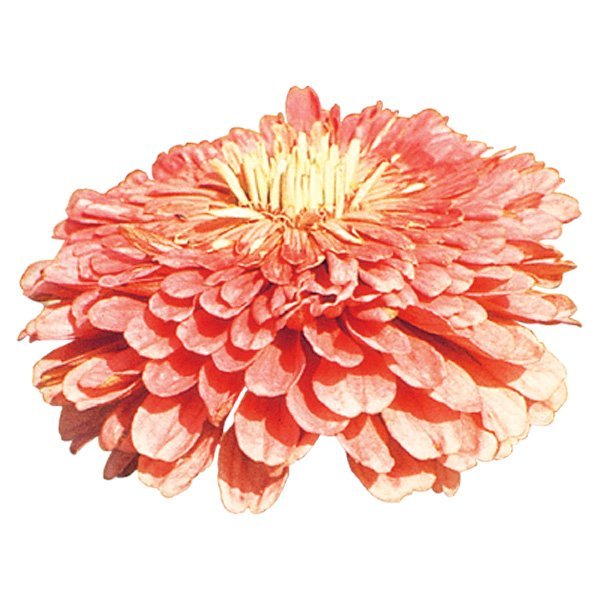 Насіння цинії Гіганти Бенарі лососево-рожева (salmon rose) /10 насінин/ *Benary*