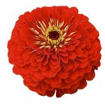 Цинія Гіганти Бенарі скарлет (scarlet) /10 насінин/ *Benary*