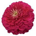 Цинія Гіганти Бенарі винна (wine) /10 насінин/ *Benary*