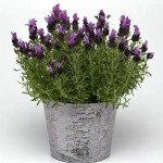 Лаванда Бандера пурпурная (purple) /10 семян/ *Pan American*