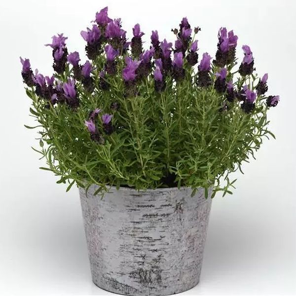 Семена лаванды Бандера пурпурная (purple) /10 семян/ *Pan American*