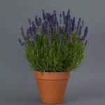 Лаванда Блу Спир (Blue Spear) /10 семян/ *Pan American*