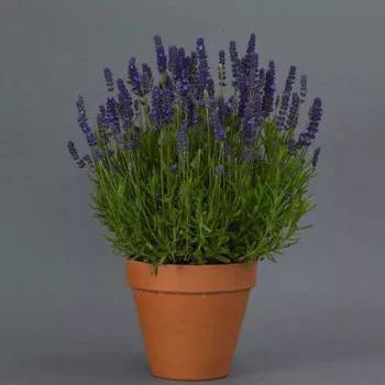 Лаванда Блу Спир (Blue Spear) /10 семян/ *Pan American*