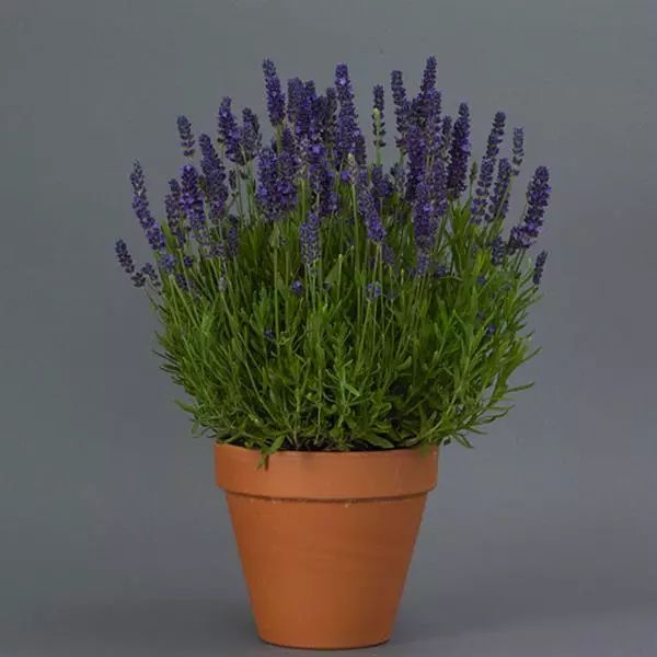 Насіння лаванди Блу Спір (Blue Spear) /10 насінин/ *Pan American*