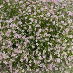 Гипсофила Гипси пинк (pink) /5 мультидраже/ *Sakata*