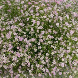 Гипсофила Гипси пинк (pink) /5 мультидраже/ *Sakata*